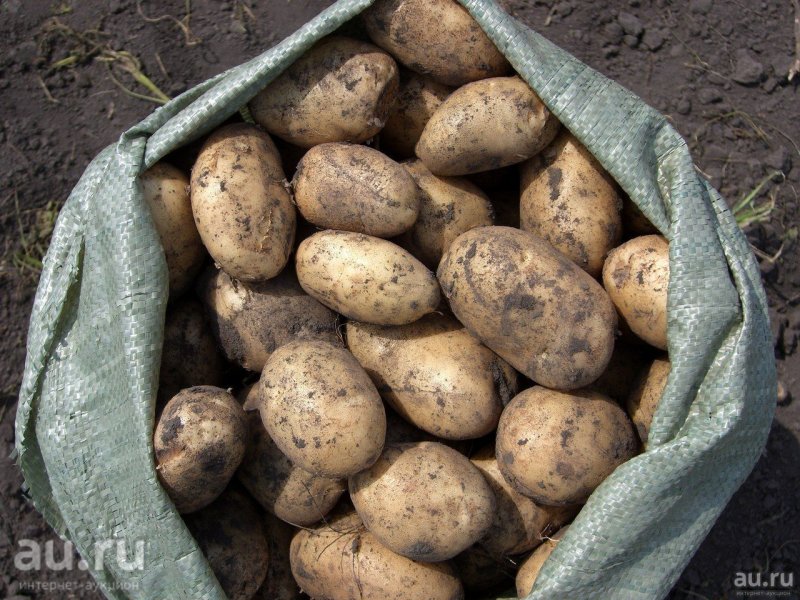 Продается картофель