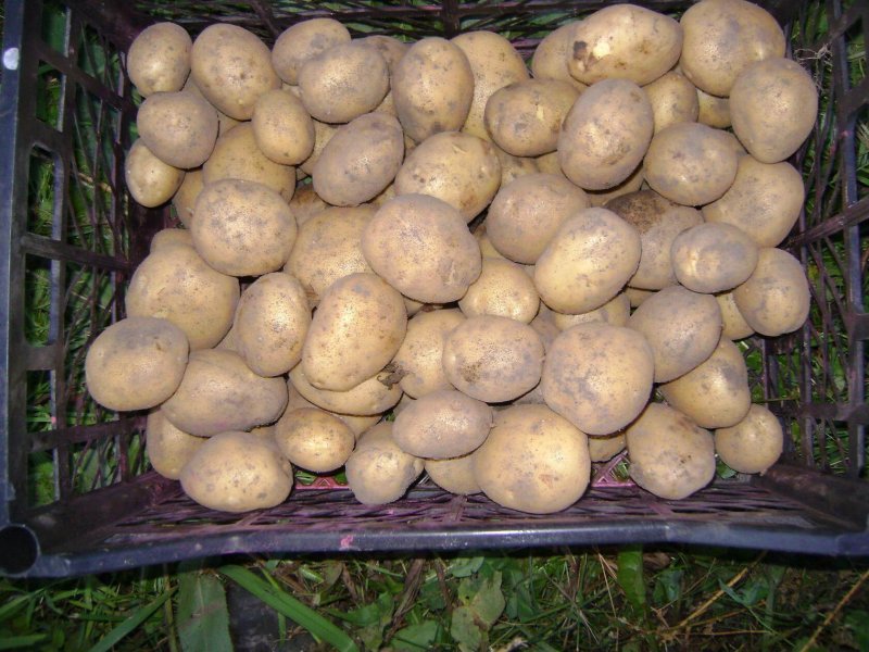 Рогнеда сорт картофеля