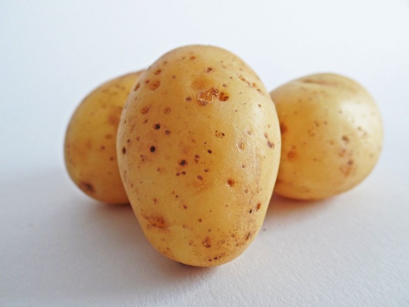 Сорт картофеля Даная