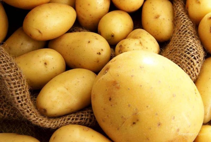 Картофель сорт Венди
