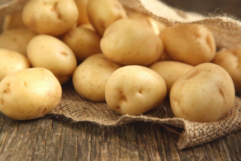 Сорт картофеля Луговской
