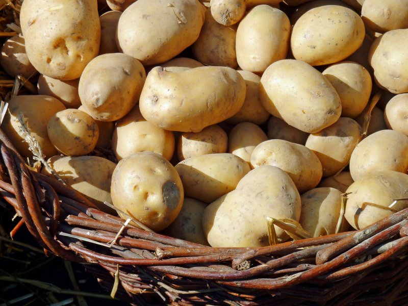 Сорт картофеля Бульба
