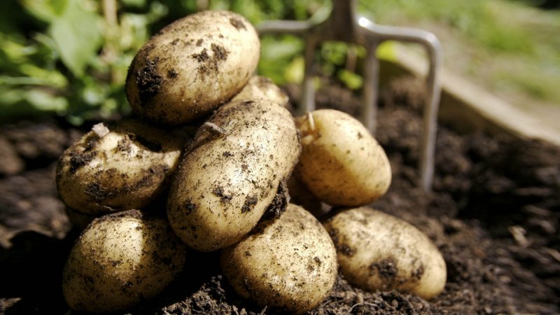 Сорт картофеля Джелли