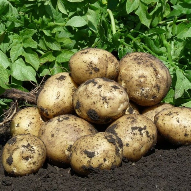 Сорт картофеля Вега