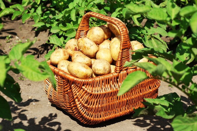 Урожай картофеля