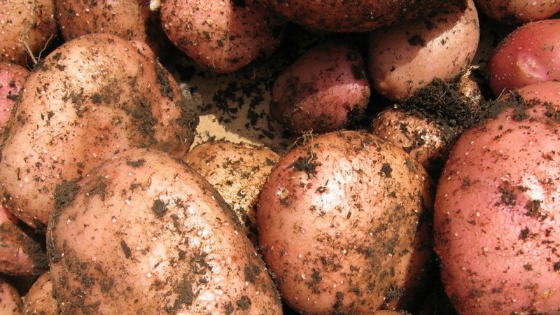 Сорт картофеля Мерлот