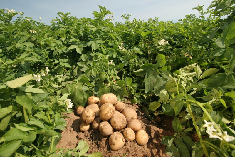 Соцветие картофеля клубненосного