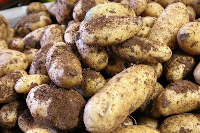 Картофель рейс
