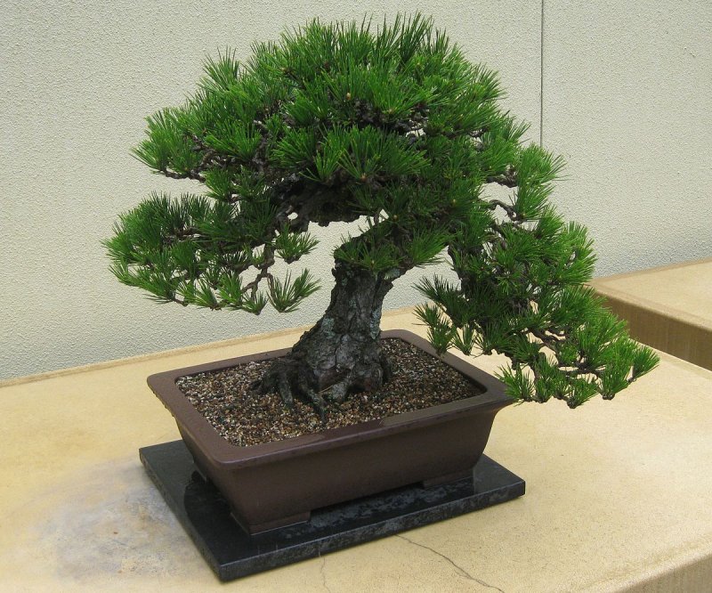 Zelkova Nire и Ulmus parvifolia отличия