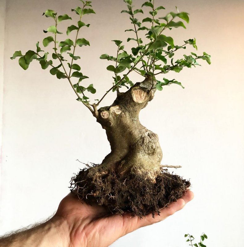 Bonsai ona mp3