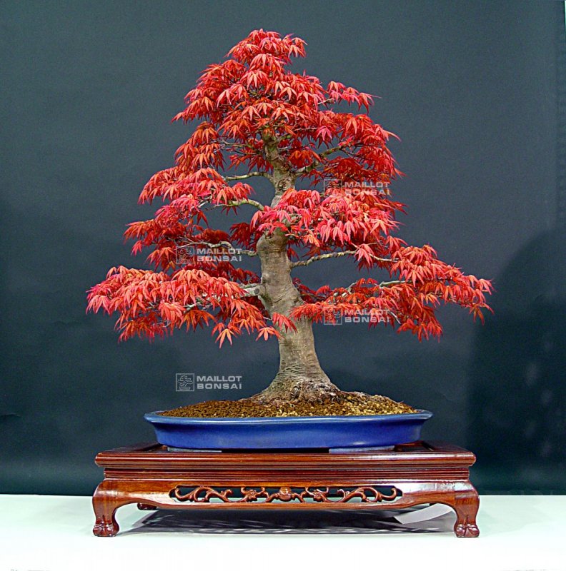Ulmus Bonsai