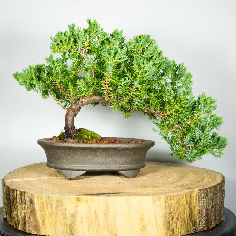 Acer palmatum Arakawa бонсай