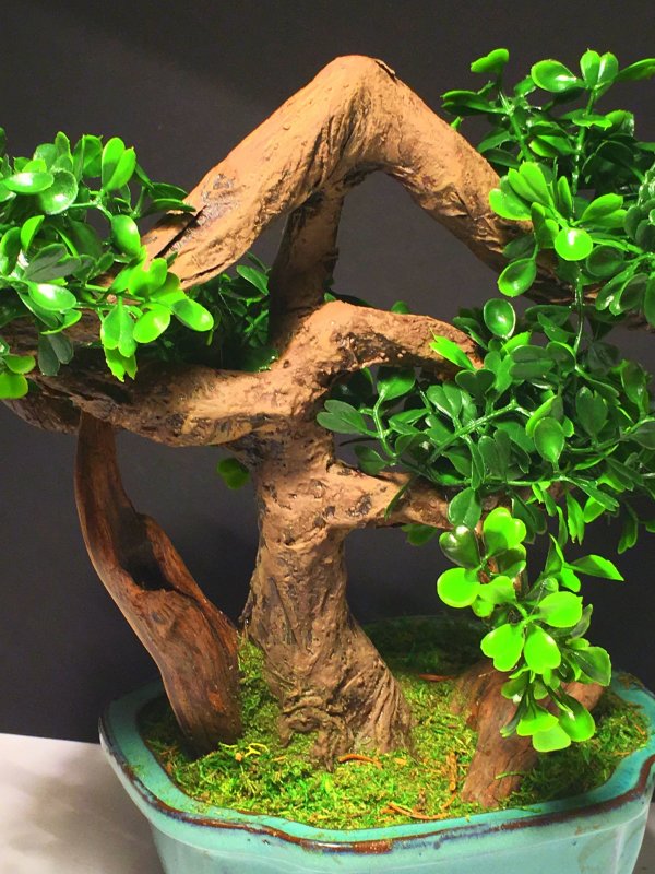 Bursera linanoe