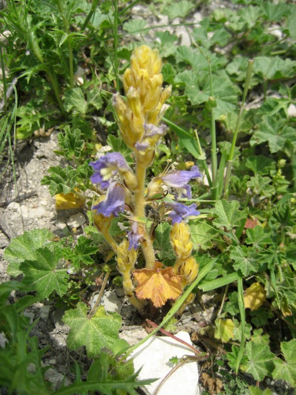 Заразиха (Orobanche