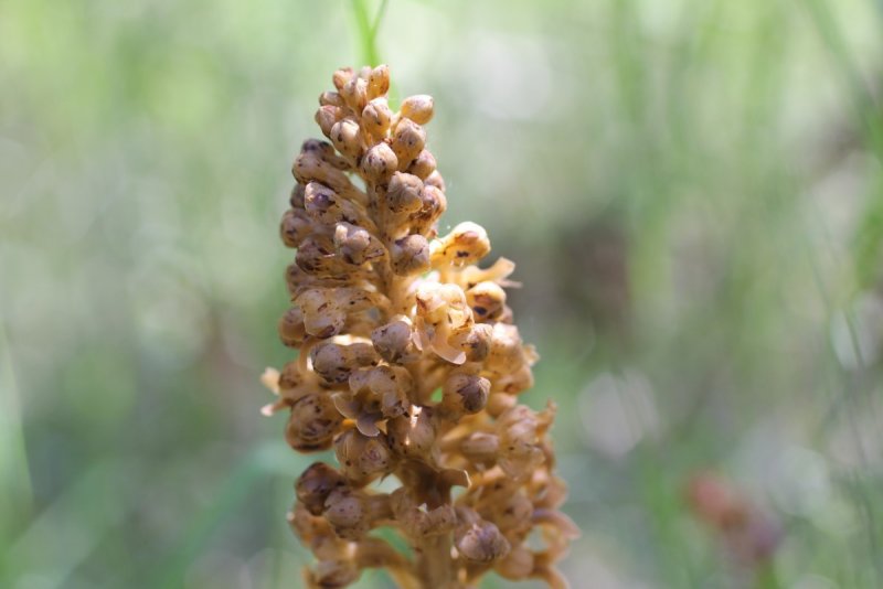 Заразиха (Orobanche