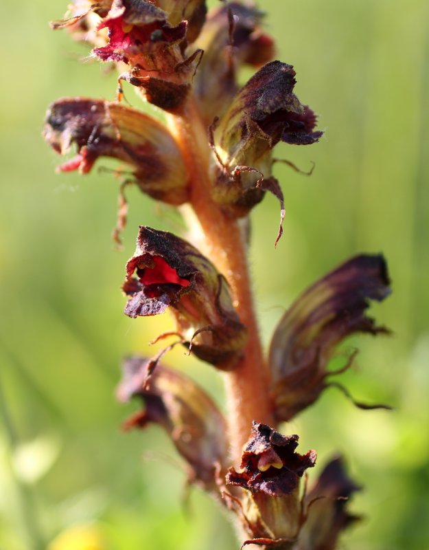 Заразиха (Orobanche