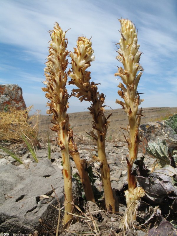 Lathraea squamaria