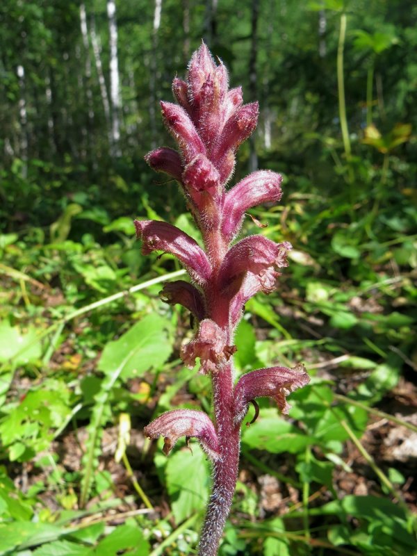 Цистанхе (Cistanche phelypaea)