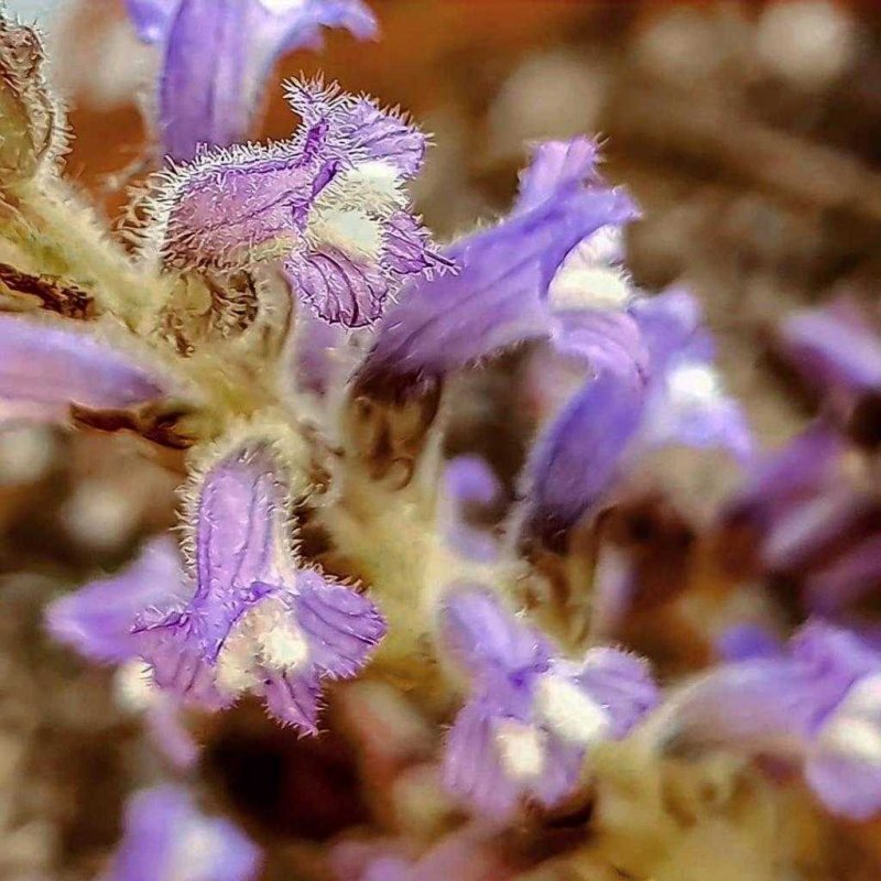 Orobanche Cumana