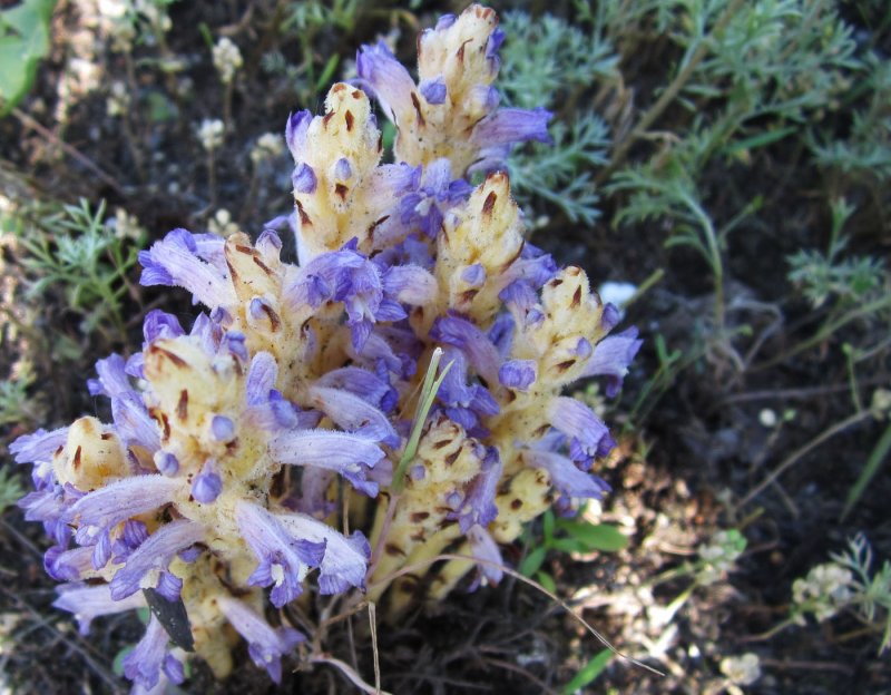 Заразиха Кумская