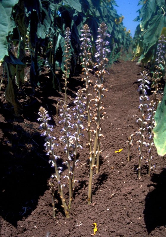 Семена Orobanche ionantha