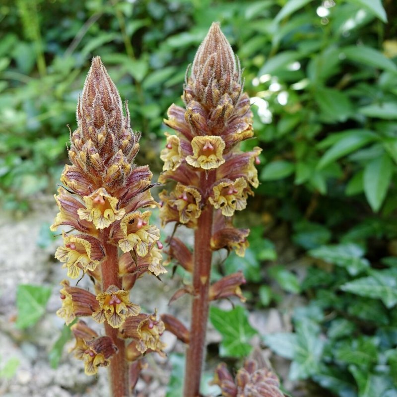 Orobanche SPP ( заразиха)