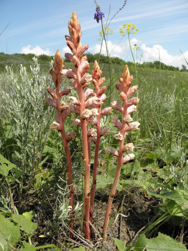 Заразиха (Orobanche
