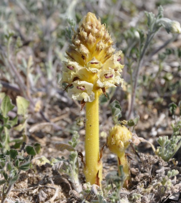 Заразиха (Orobanche