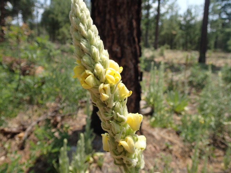 Orobanche rapum-genistae