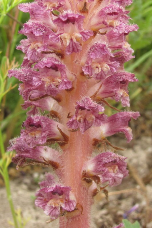 Cynomorium songaricum