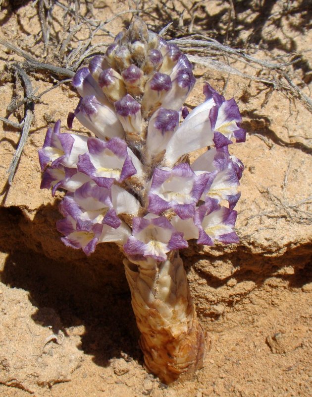 Broomrape Flower