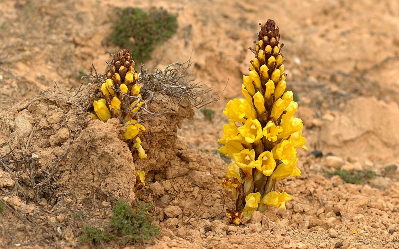 Заразиха ветвистая Orobanche Ramosa