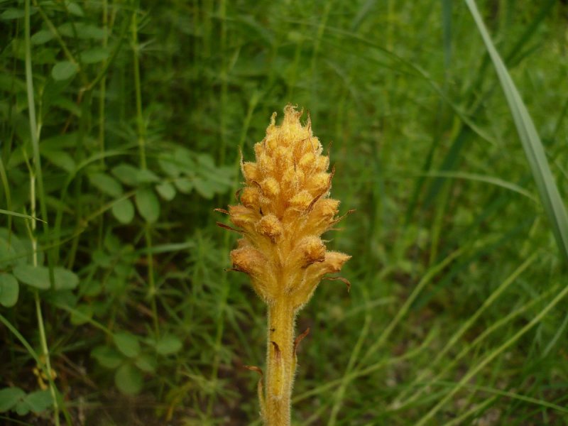 Цистанхе (Cistanche phelypaea)