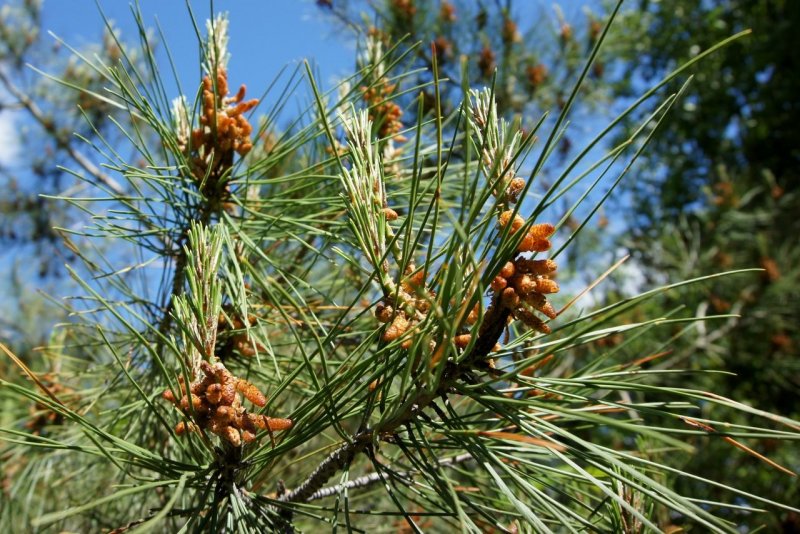 Сосна Пицундская Pinus pityusa