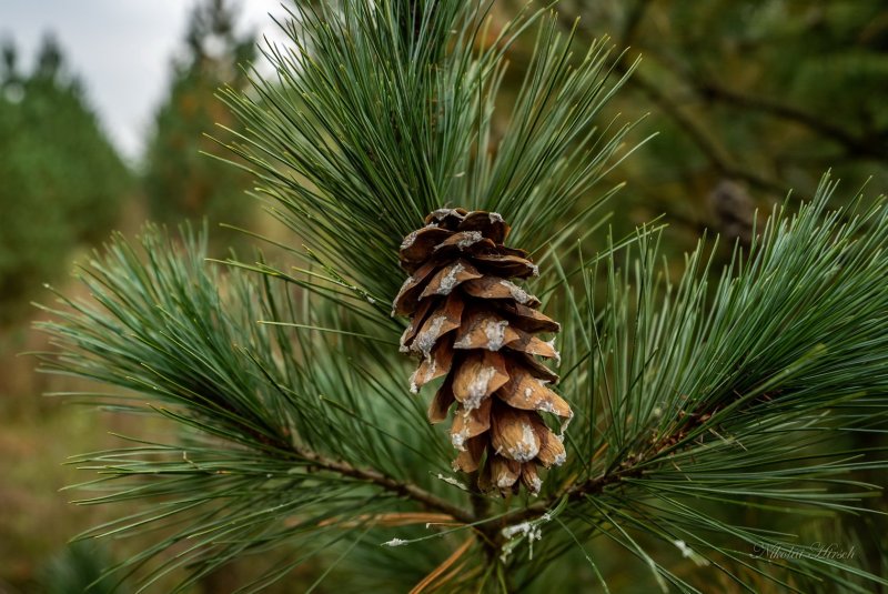 Pinus Montana шишки