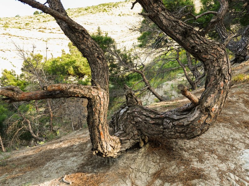 Pinus brutia var. Pityusa (сосна Пицундская