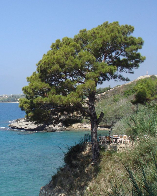 Сосна калабрийская Pinus brutia