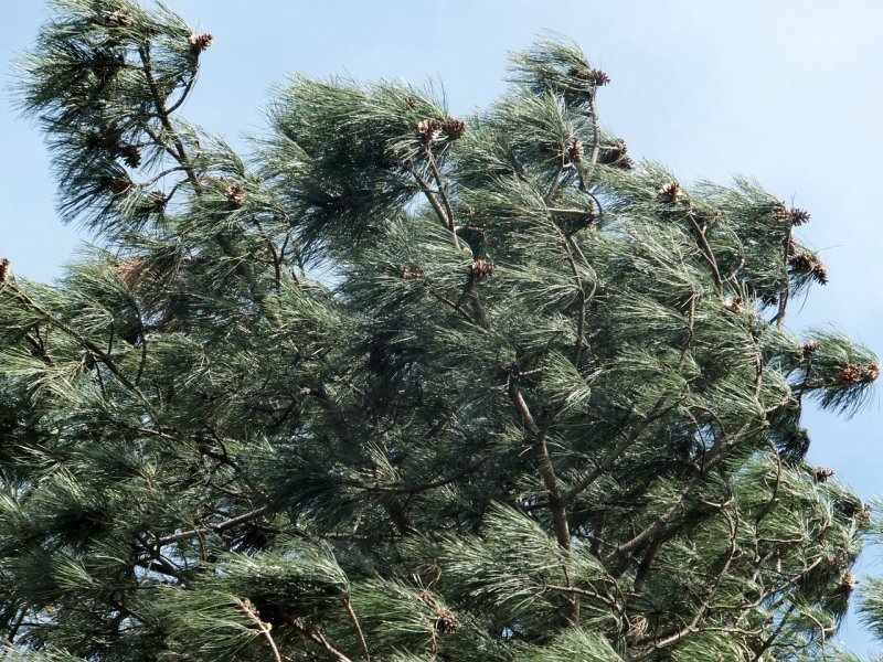Pinus brutia var. Pityusa (сосна Пицундская
