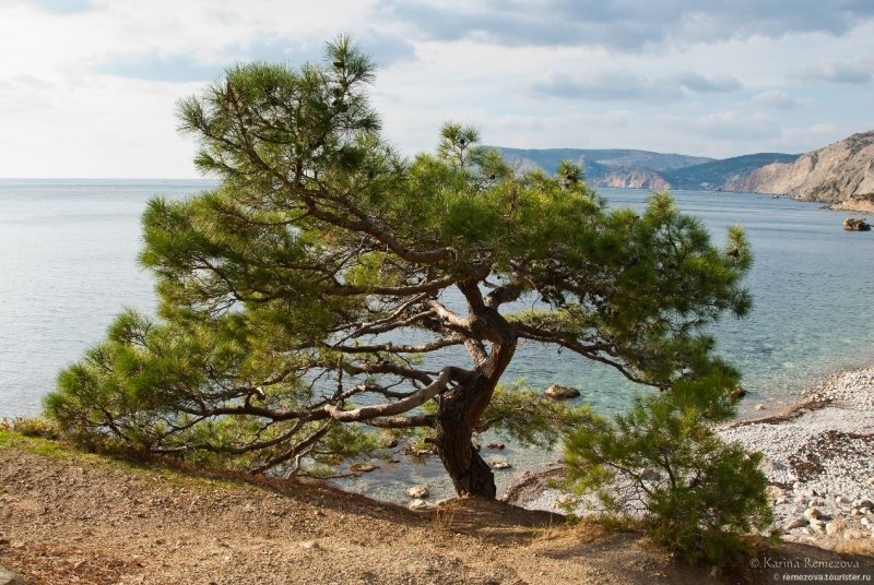 Сосна Пицундская в Крыму