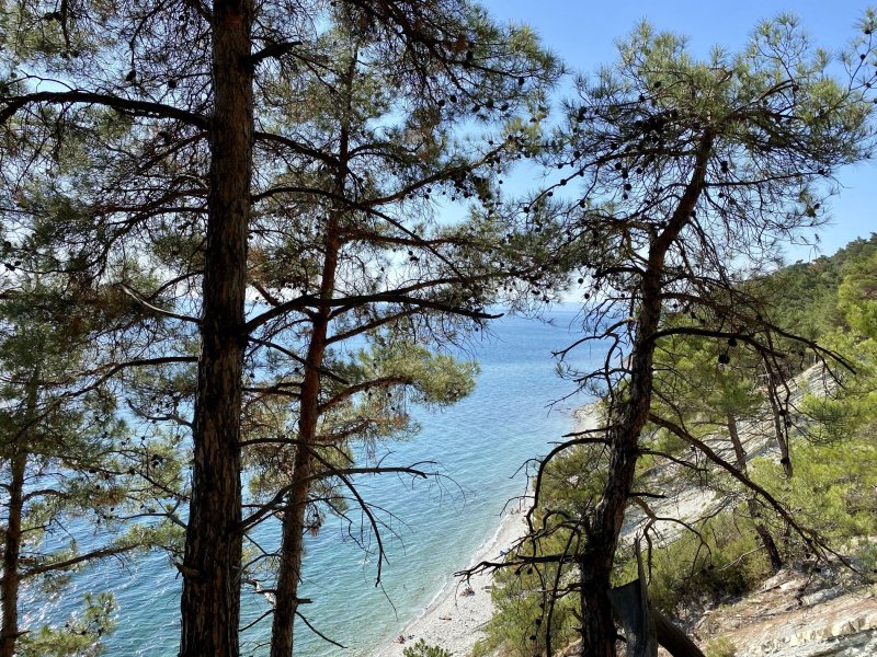 Приморская сосна Pinus pinaster