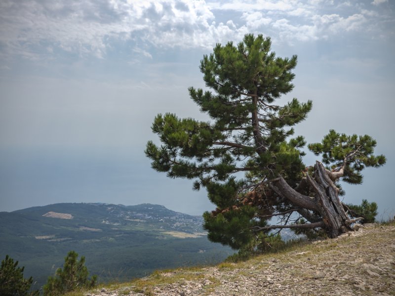 Pinus SP.