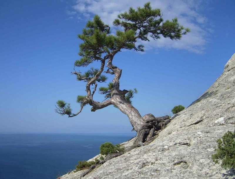 Сосна Пицундская в Крыму
