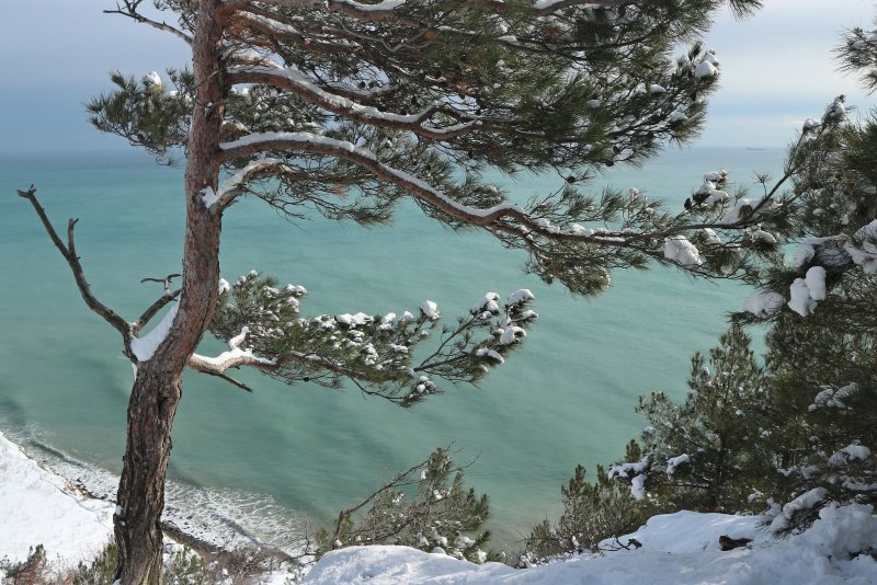 Сосна Палласа Ялта