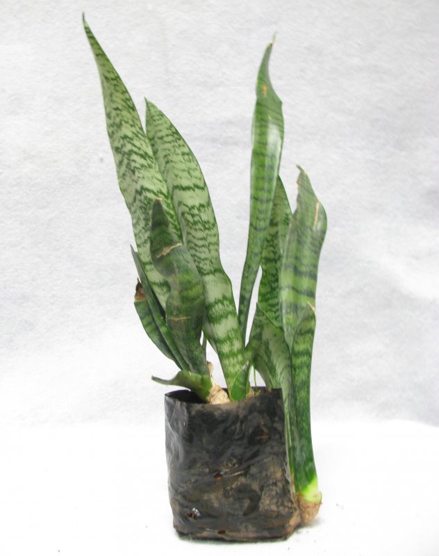 Сансевиерия trifasciata Grey Stripe