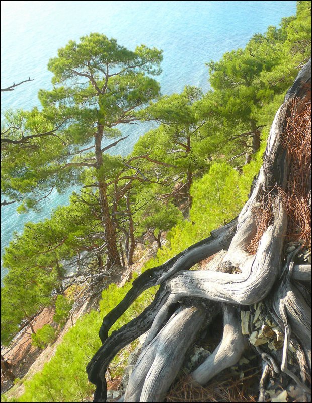 Pinus brutia var. Pityusa (сосна Пицундская