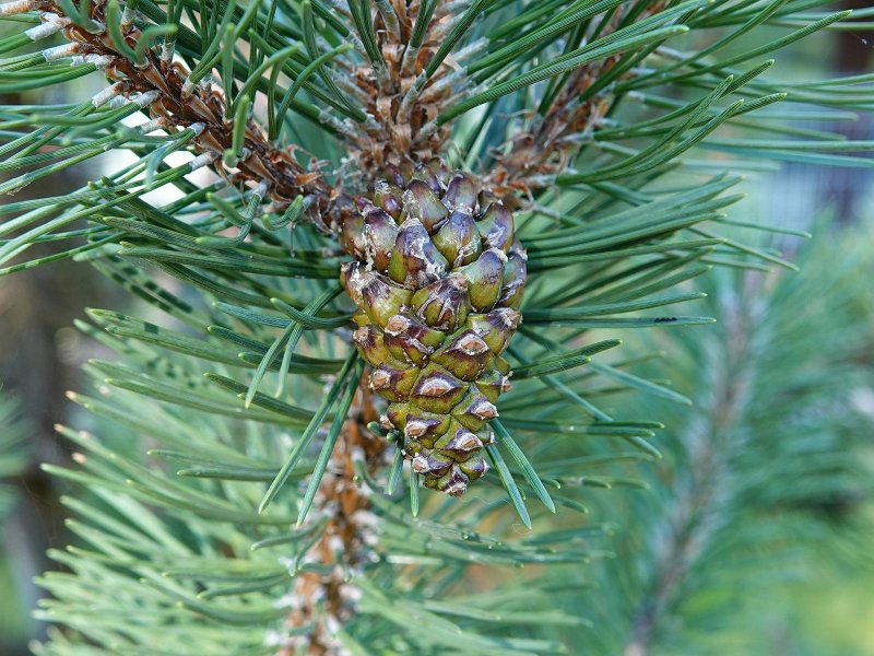 Сосна Пицундская Pinus pityusa