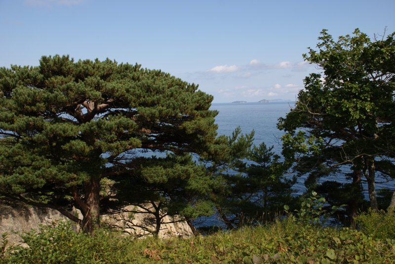 Корсика сосны