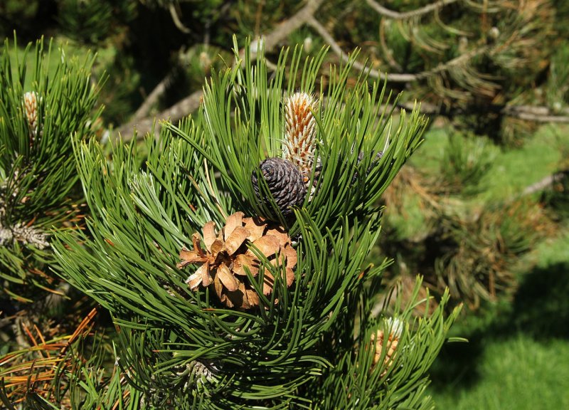 Pinus brutia var. Pityusa (сосна Пицундская