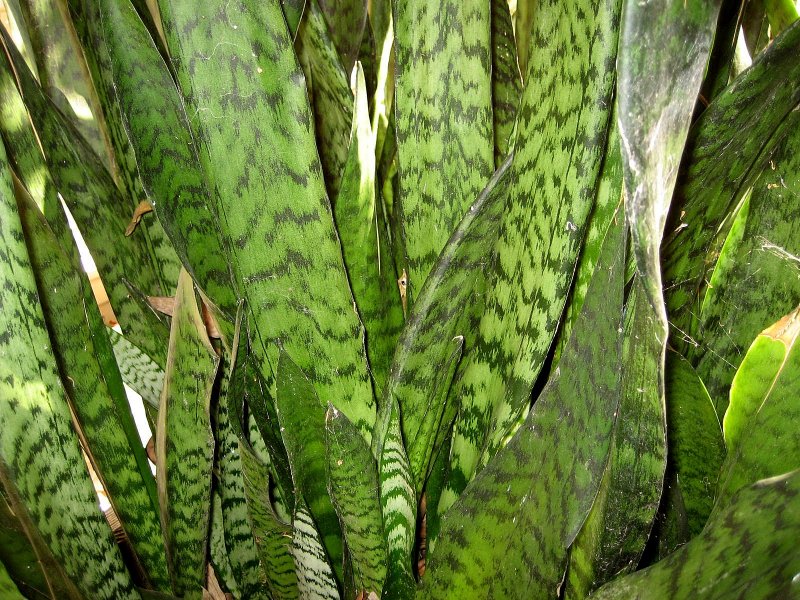 Сансевиерия trifasciata(trifasciata)