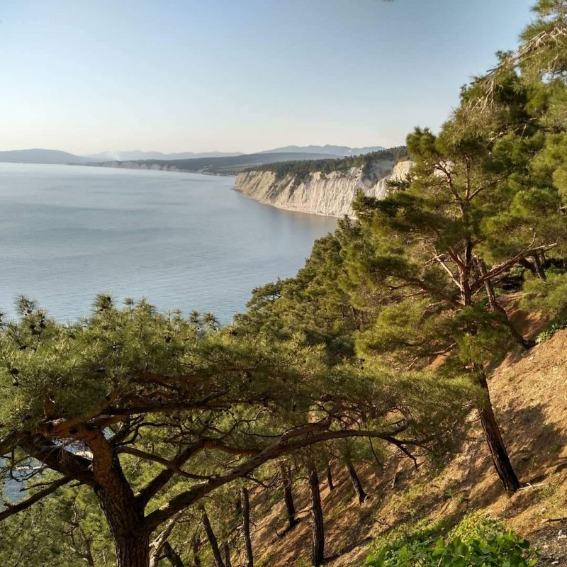 Сосна Пицундская Pinus pityusa